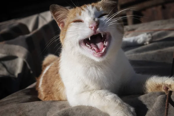 White-yellow, funny looking, smiling cat with wide open mouth. S Royalty Free Stock Images