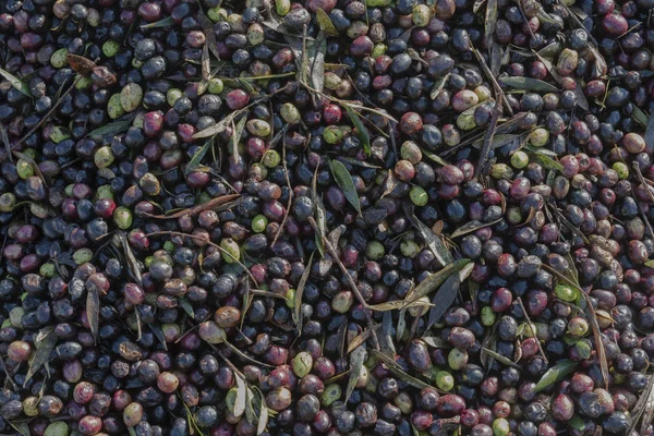 Olive harvest in Morocco for organic olive oil production. — Stock Photo, Image