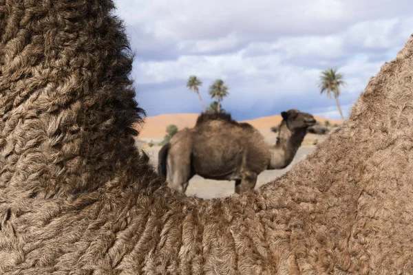 Primer plano del cuello de un camello (dromedario) con camello borroso . — Foto de Stock