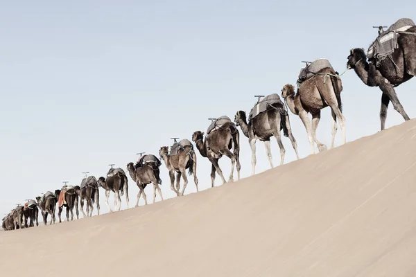 A long, endless caravan of camels (dromedary). — 스톡 사진