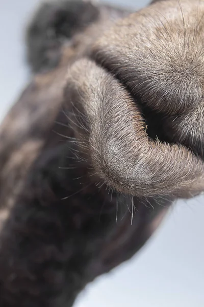 Extrem closeup του στόματος καμήλα. — Φωτογραφία Αρχείου
