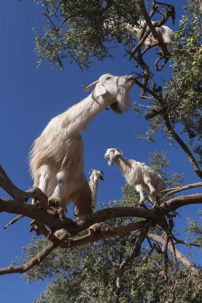 White goats on an Argan tree eating leaves. Royalty Free Stock Photos