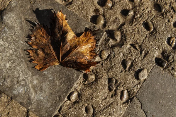Old, wet, weathered maple leaf on stone ground. — Stock Photo, Image