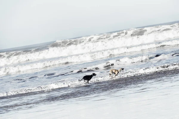 Dos perros Sloughi (galgo árabe) corren en la playa — Foto de Stock