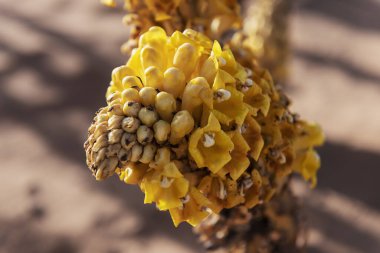Closeup of a yellow desert hyacinth (Cistanche tubulosa) in the Sahara desert of Morocco. clipart