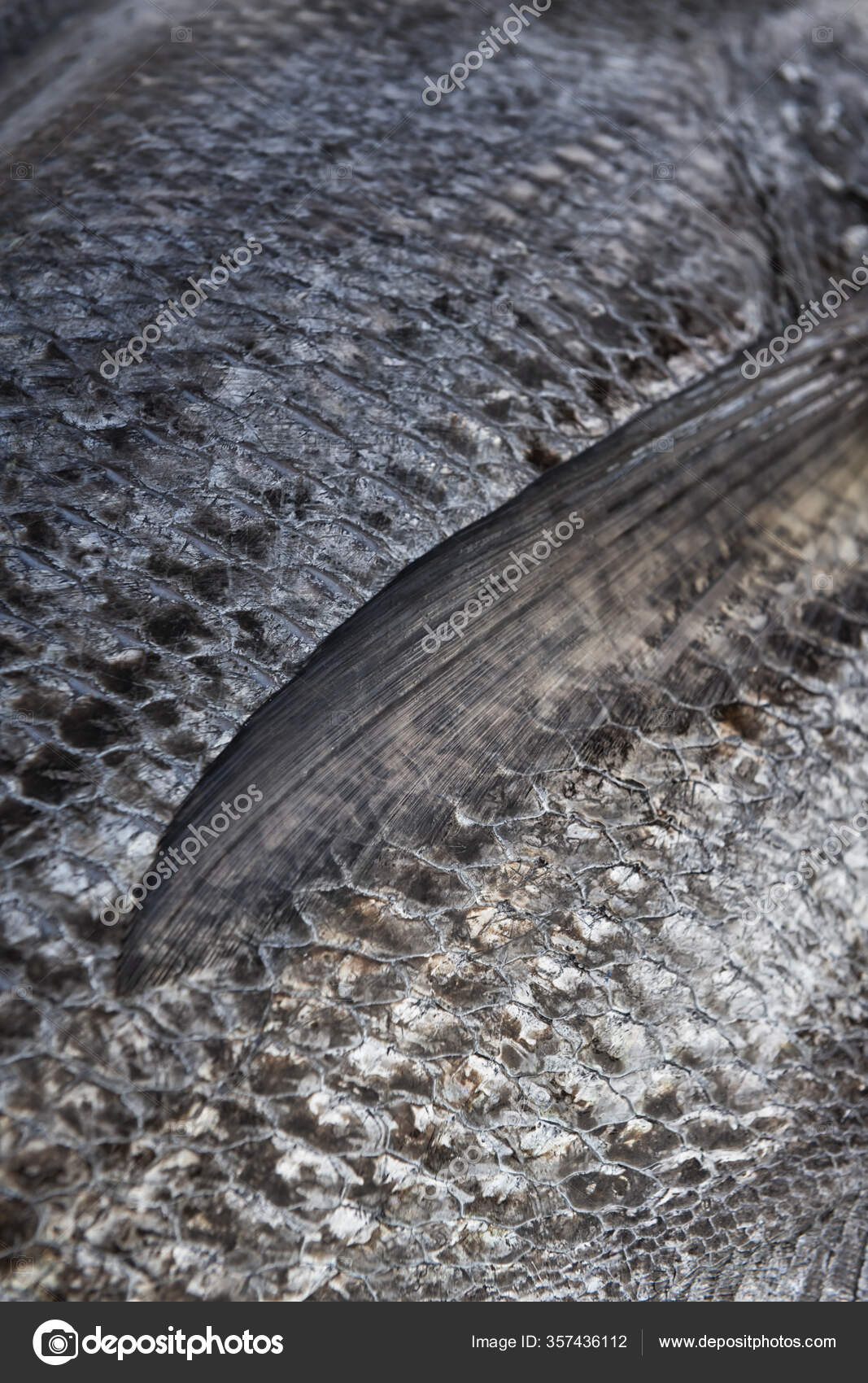 Closeup Fresh Caught Sea Bass Fish Fish Scales Abstract Stock Photo by  ©sarosa 357436112