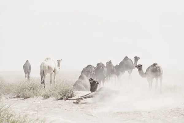 Camels (dromedaries) during sand storm in the Sahara desert, Mhamid, Morocco. High key image with muted colors.