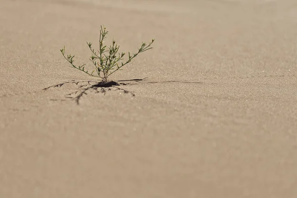 Small green desert plant growing in sand, in the Sahara desert of Morocco.