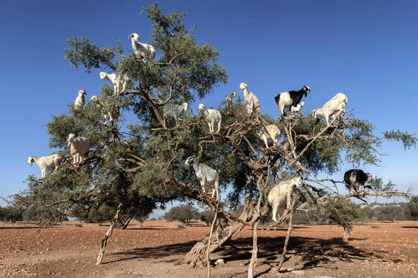 Beyaz keçiler Argan ağacında yaprak yiyor, Essaouira, Fas.