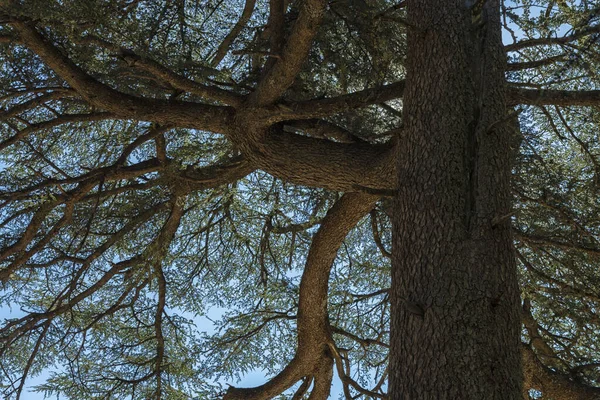 大きな幹と枝を持つ杉の木の近くを見上げ要約 モロッコの中アトラス山脈 — ストック写真