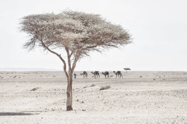 Nomad Καμήλες Δρομάκι Μπαράν Άνυδρη Πέτρινη Έρημος Δέντρα Ακακίας Mhamid — Φωτογραφία Αρχείου