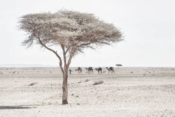 Nômade Com Camelos Dromedário Estéril Árido Deserto Pedra Com Árvores Fotos De Bancos De Imagens Sem Royalties