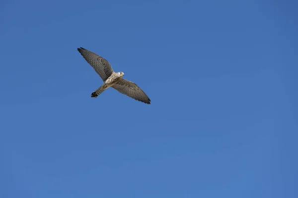 Flying Peregrine Falcon Spread Out Wings Blue Sky Fes Morocco Stock Picture