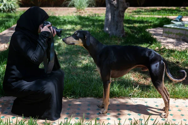 美丽的摩洛哥阿拉伯穆斯林女人 头戴传统的黑色头巾 在后院花园里给一只年轻的Sloughi犬 阿拉伯灰狗 真正的 真实的 坦率的 种族的多样性 表明赋予穆斯林妇女权力 图库照片