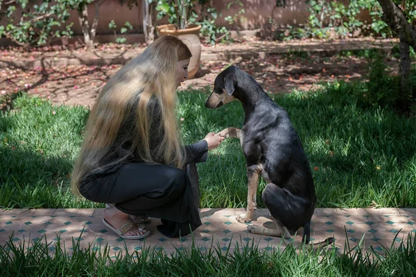 美丽的摩洛哥阿拉伯穆斯林妇女 有着一头长长的金发 正在后院花园里与一只年轻的黑色Sloughi犬 阿拉伯灰狗 一起训练服从 真正的 现实的 坦率的 种族多样性 免版税图库照片
