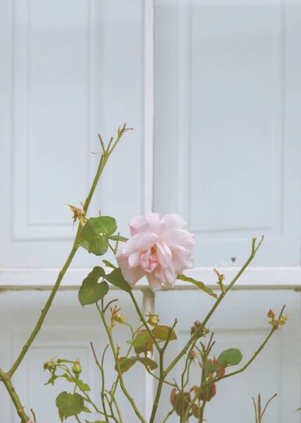 Pastelově růžové růže v okně — Stock fotografie