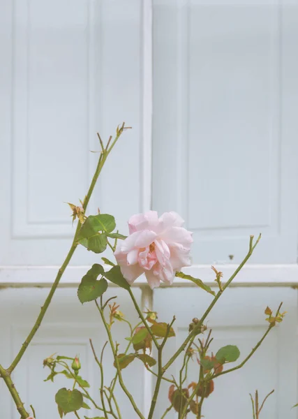 Pastel rosa rosa en una ventana — Foto de Stock