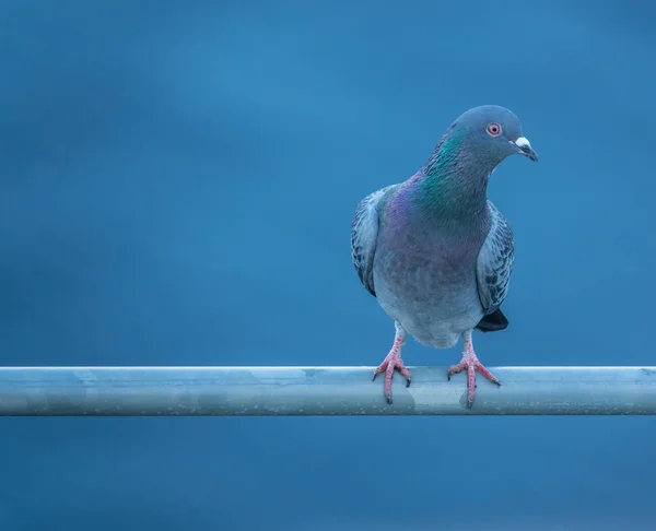 Curious Pidgeon With Copy Space — Stock Photo, Image