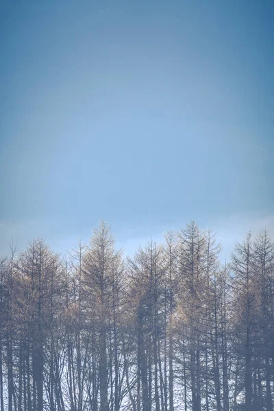 Холодные зимние леса — стоковое фото