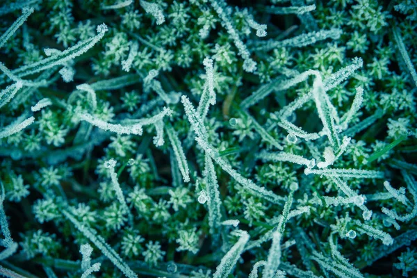Ледяная трава зимой — стоковое фото
