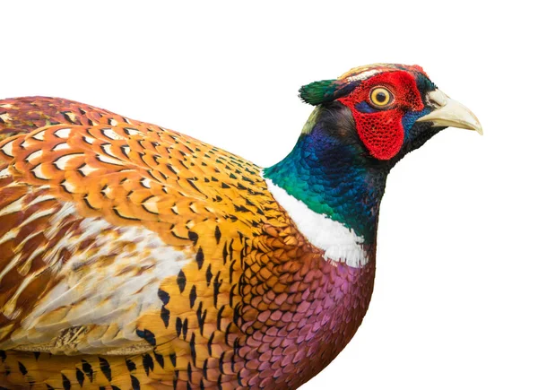 Isolated Pheasant Detail — Stock Photo, Image