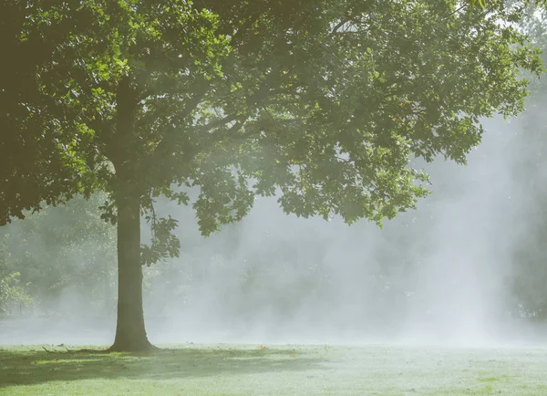 Δέντρο στην πρωινή ομίχλη — Φωτογραφία Αρχείου