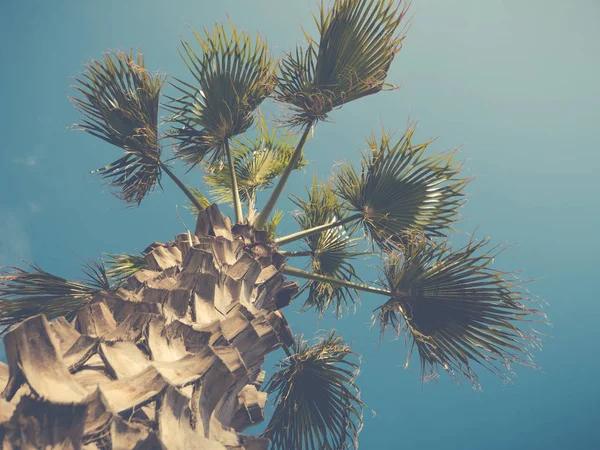 Vintage tarzı palmiye ağacı gövde ile — Stok fotoğraf