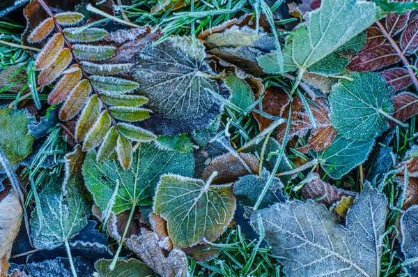 Ijzig winter bladeren — Stockfoto