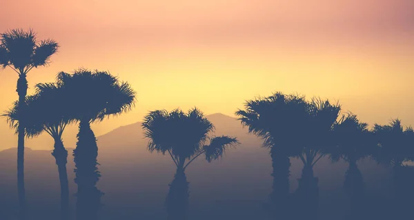 Palmiers du désert de montagne — Photo