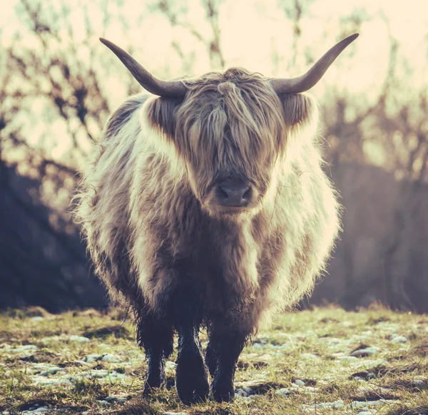 Vaca escocesa Highland — Fotografia de Stock