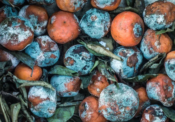 Rotting Fruit Texture Background — Stock Photo, Image
