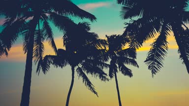 gün batımında Hawaii palmiye ağaçları