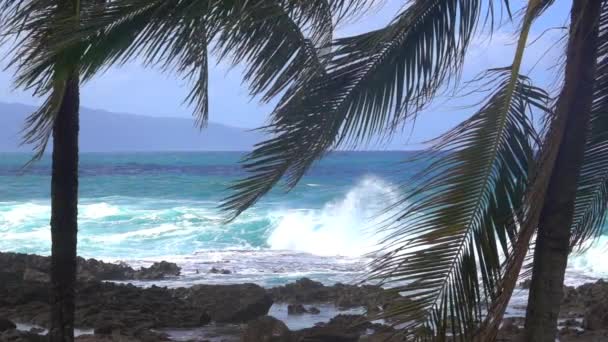 Ondes au ralenti sur la côte nord d'Hawaï avec des palmiers au premier plan 