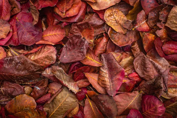 Texture Fond Abstraite Feuilles Rouges Sur Sol Jungle — Photo