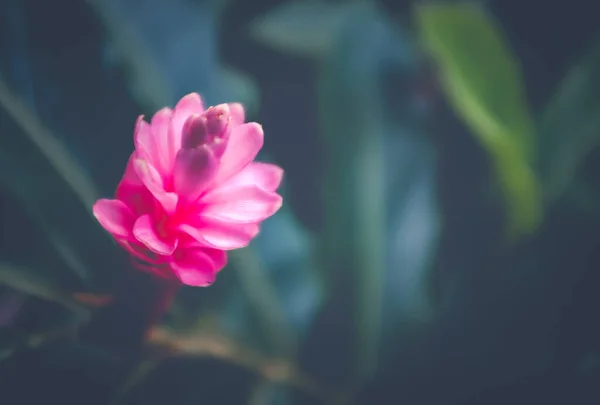 Uma Bela Flor Gengibre Rosa Uma Selva Havaí Com Foco — Fotografia de Stock