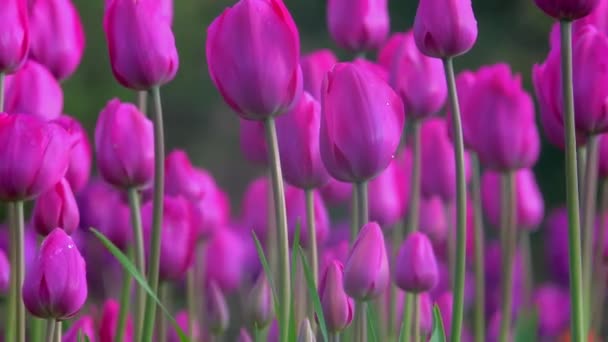 Sfondo Tulipani Rosa Che Muovono Nella Brezza Giardino Primavera — Video Stock