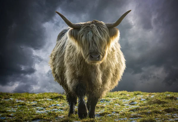 Scottish Highland Cow Backlit Winter Sun Stormy Sky — Stock fotografie