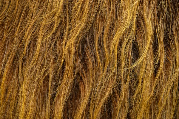 Texture Fond Des Cheveux Rouges Sauvages Une Vache Écossaise Des — Photo