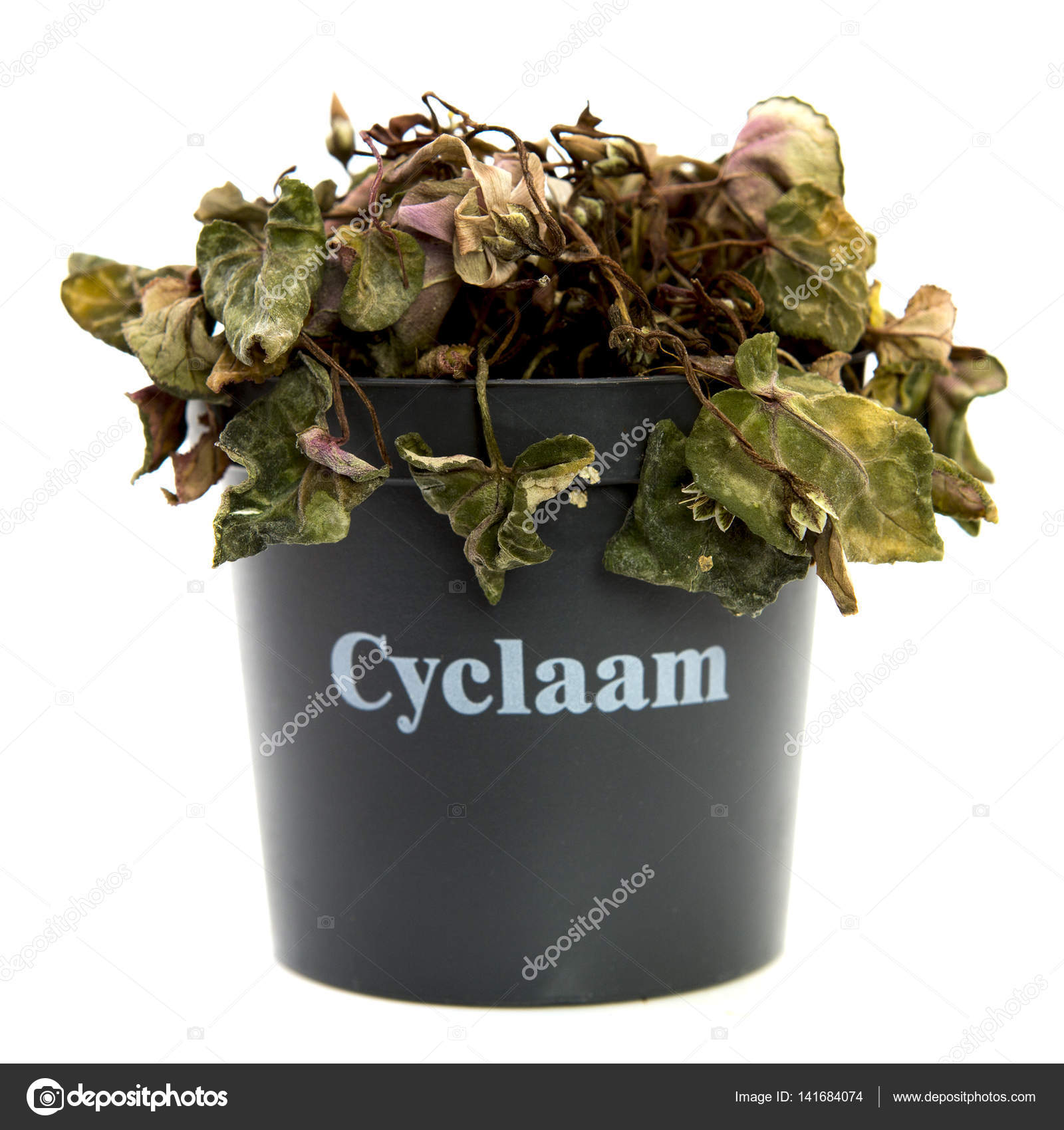 Dead Cyclaam (cyclamen) plant on a white background — Stock Photo