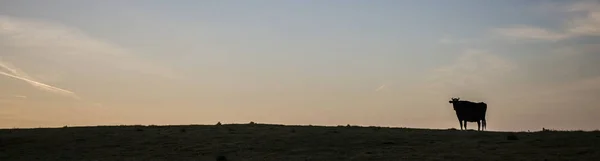 Cow grazing on a hill