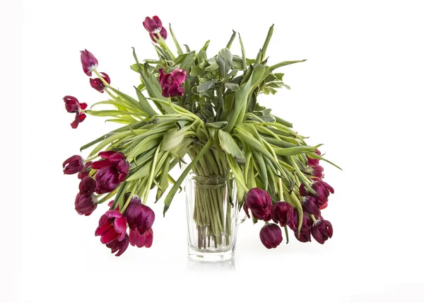 Vase of dieing red tulips on a white background — Stock Photo, Image