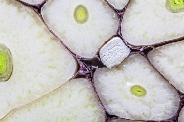 Makro portre taze kesme sarımsak ampul