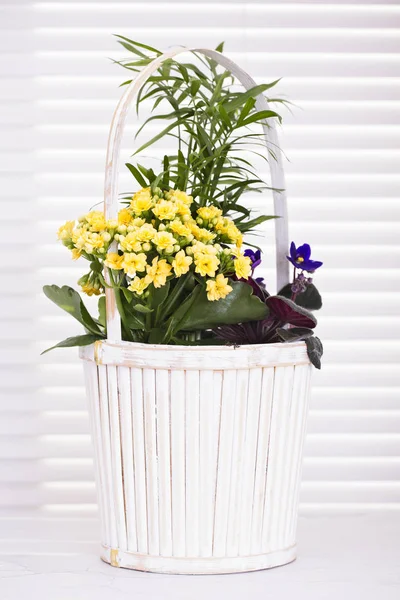 Easter Flowers Plants White Basket — Stock Photo, Image