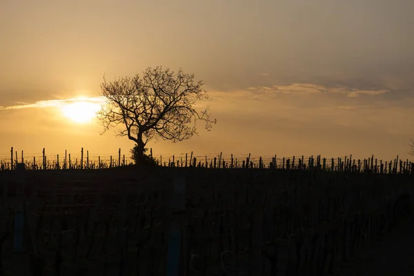 Vineyard with tree near Velke Bilovice — Stock Photo, Image
