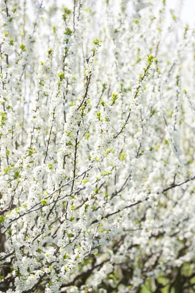 Blommande aprikos orchard — Stockfoto