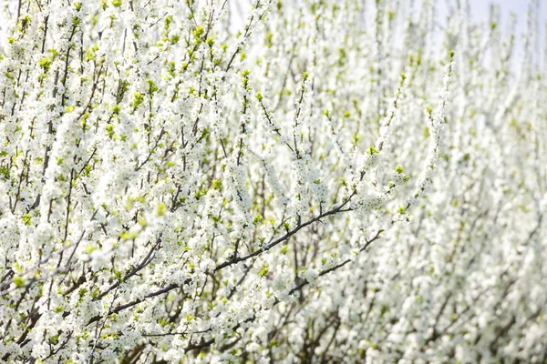 Verger d'abricots en fleurs — Photo