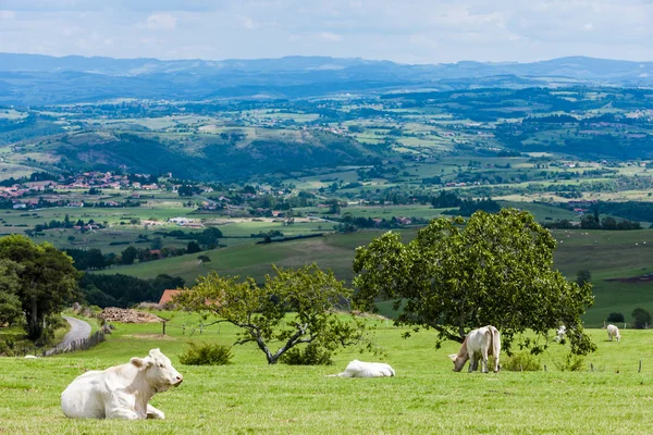 Rebaño de vacas, Ródano-Alpes —  Fotos de Stock