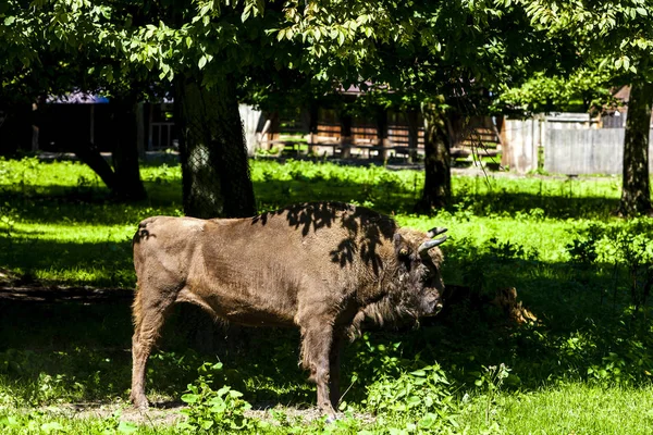 Bison, Bialowieski nasjonalpark, Podlaskie voivodskap – stockfoto