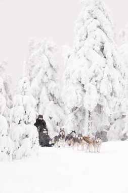 Dogging sledge, Sedivacek uzun