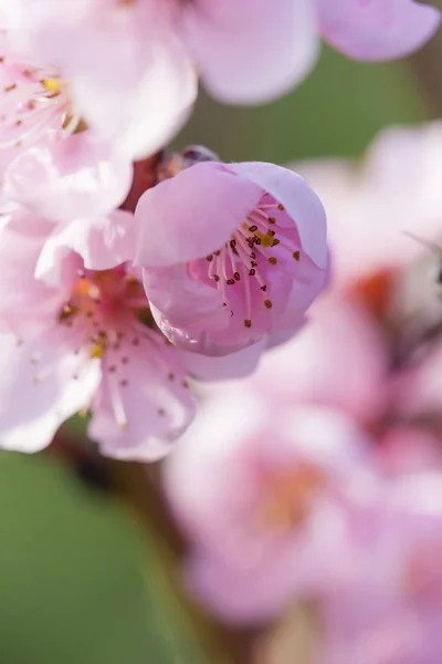 Detalhe da árvore de pêssego flor — Fotografia de Stock